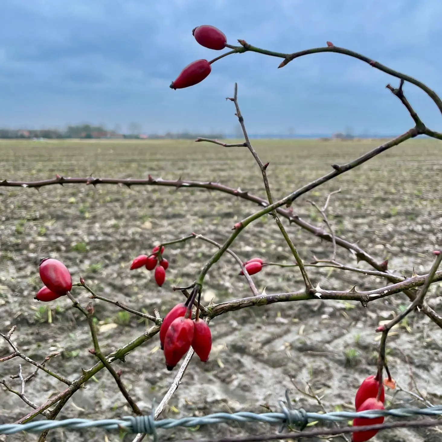 rozenbottel in polder landschap